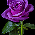 Purple Rose