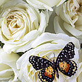 Speckled butterfly on white rose
