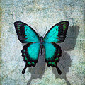 Blue Butterfly Resting