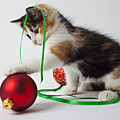 Calico kitten and Christmas ornaments