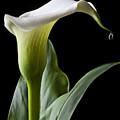 Calla lily with drip