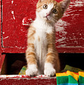 Orange tabby kitten in red drawer 