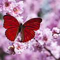 Red butterfly on plum  blossom branch