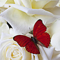 Red butterfly on white roses