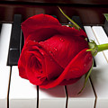 Red rose on piano keys